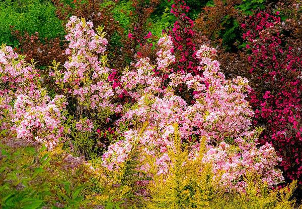Gulin, Sylvia 아티스트의 USA-Washington State-Pacific Northwest-Bellevue and the Bellevue Botanical Gardens springtime작품입니다.
